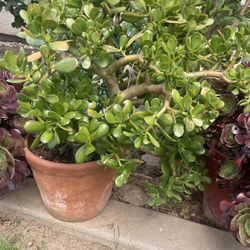 Jade Plant 