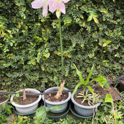 Lilly Plant In Pot Decorative 