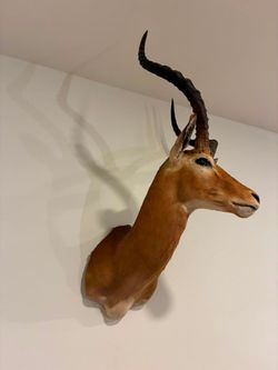 Impala taxidermy