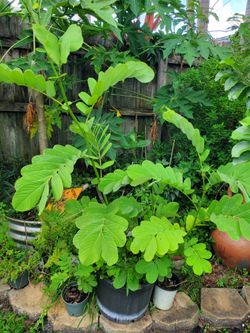 Candel Stick plant