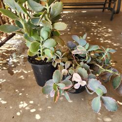 pink lady kalanchoe succulent 