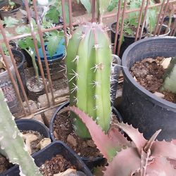 Pitaya plants