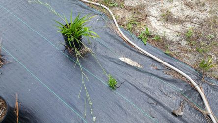 Rare all green spider plants
