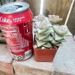 Crassula Perforata succulent