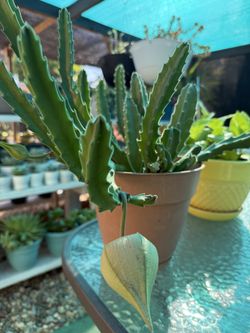 Plants for Sale! (Stapelia) y