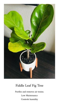 Real Fiddle Leaf Fig Trees Different Sizes home decor plant flower cactus succulent planter pot