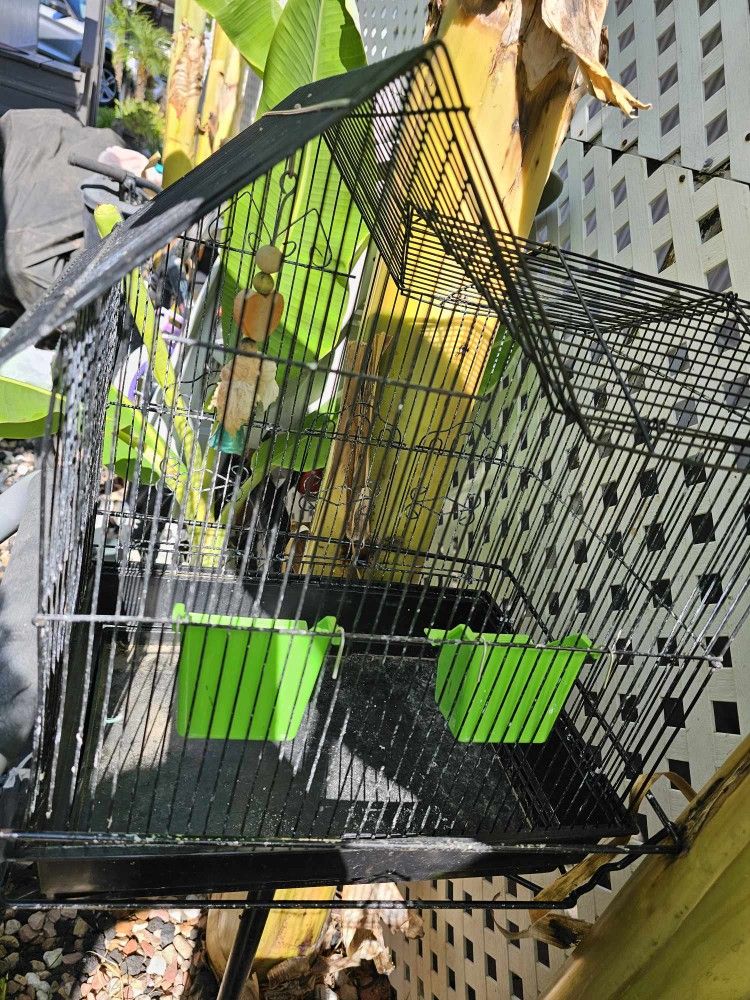 Bird Cage