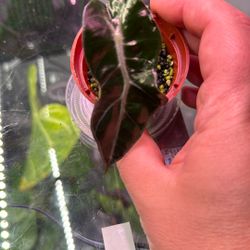 Alocasia Polly Plant