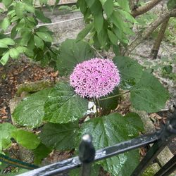 Free Plants/ Rose Glory Bowers/Mexican Hydrangeas 