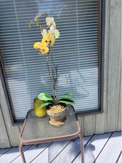 30” Yellow Phalaenopsis Planted Faux Orchid