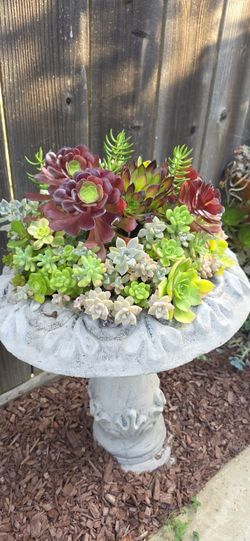 Succulent Bird Baths