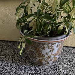 Beautiful Pot And Flowers 