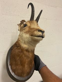 Taxidermy Shoulder Mount – European Mountain Goat