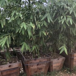 Giant Bamboo 24”box 