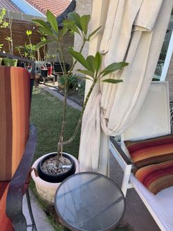 Plumeria Tree