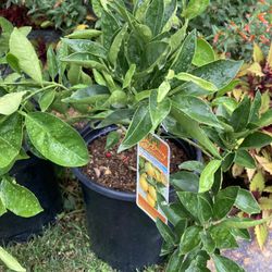 Semi Dwarf Eureka Lemon Tree