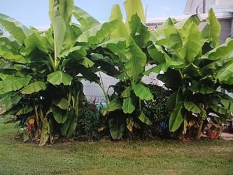 Banana Trees For Sale. These Are fifth Year Hardy Trees. $25 For Three