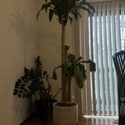 Palm Tree & Basket $20 zip 60025