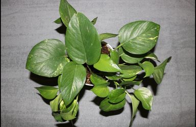 Established Golden Pothos mother plant