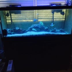 75 Gallon Fish tank And Stand For Sale 