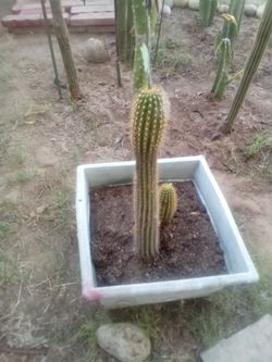 Tall Torch Cactus with Baby Pup
¡Alto Cactus Antorcha con Hijuelo