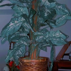 Large Decorative Indoor Plant with Woven Basket Pot