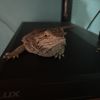 Alexander 