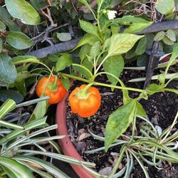 Pepper Plant In A Pot Decorative