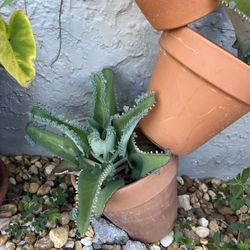 Mothers Of Millions Succulents 