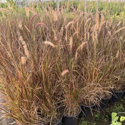 Purple Fountain Grass 5 Gal