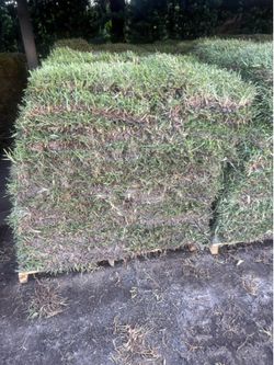 Fresh Sod - Césped Fresco
