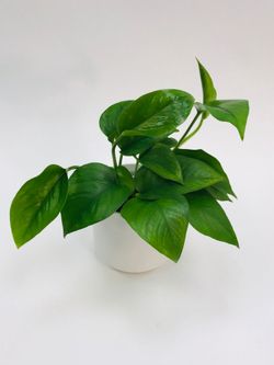 Global Green Pothos Money Plant/ Indoor plant/ house plant flower patio garden