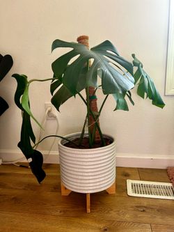 Two Healthy Monstera Deliciosa Plants – 10" Pots – Moving Sale