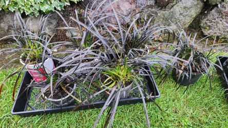 Black mondo grass four five and six inch size $8 and $10