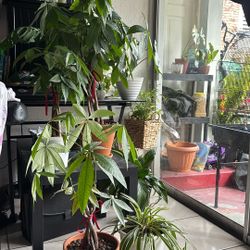 Pachira Aquatica (money tree Plants)