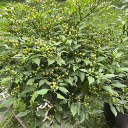 Live LARGE (12 inches) Peruvian Charapita Pepper Plant