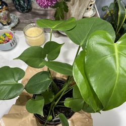 Baby Monstera Deliciosa Split Leaf , 6 Inches Pot