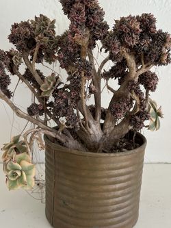 Unique Crested Succulent