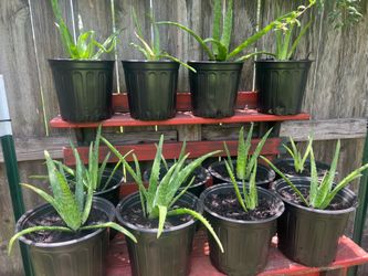 Aloe