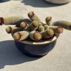 Cactus Succulents Euphorbia Aloe Agave
