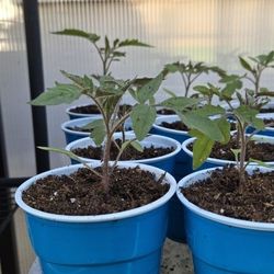Tomato Starts