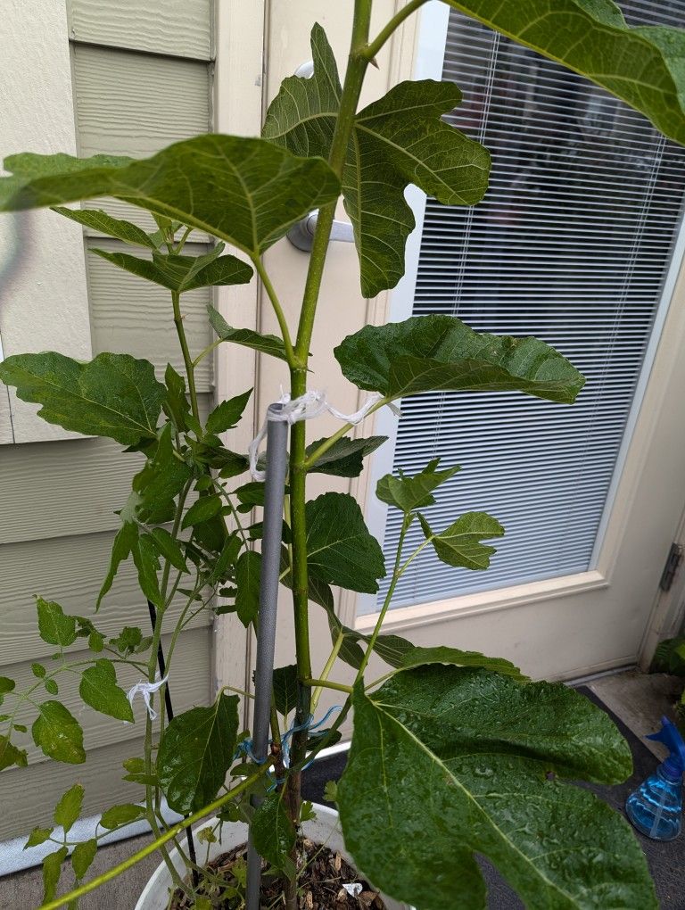 Tree Fig Organic