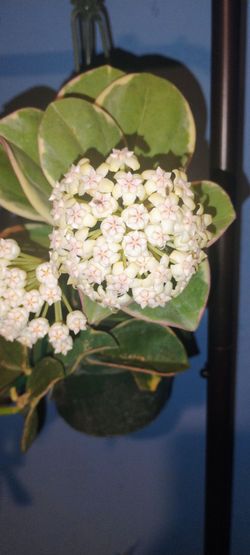 Hoya Subquintuplinervis(Pachyclada) Albomarginata