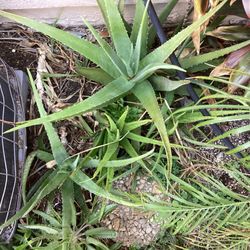 Aloe Vera Plants