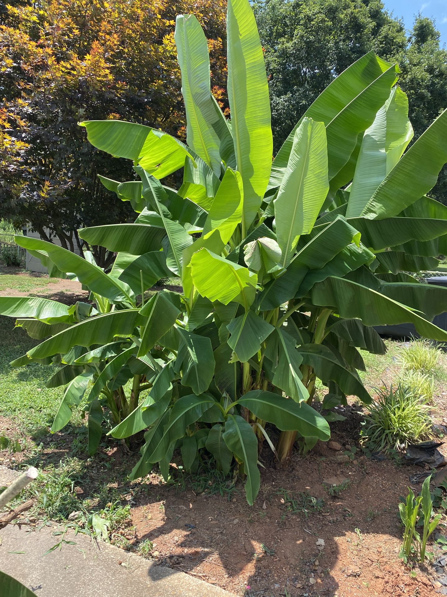 Banana Trees