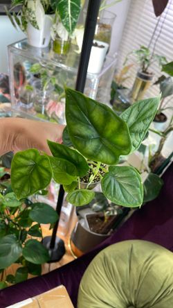 Rare Alocasia Live Plant