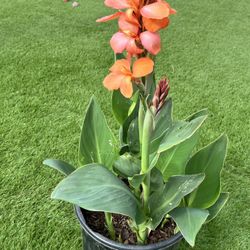 CANNA lily 5 Gal Potted Plant Orange 