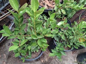 Lemon guava (dwarf tree)