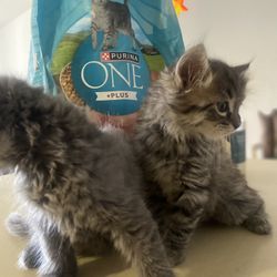 cat food