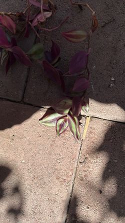 Wandering Jew Cuts Only